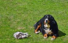 Unsere liebe Berner Sennenhündin Lilli