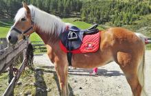 I cavalli di razza Haflinger dell’Egarthof