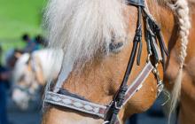 Il cavallo di razza Haflinger dell’Egarthof