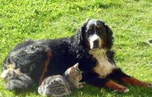 Lilli, il nostro cane di razza bovaro bernese