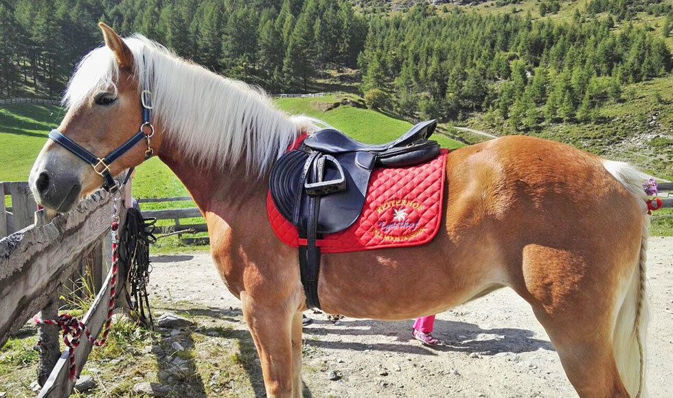 Ausgebildete Haflinger zum Verkauf